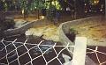 Crocodile_Farm_06