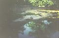 Crocodile_Farm_14