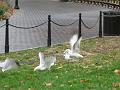 city-gulls-A