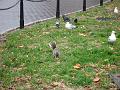 gulls-squirrel